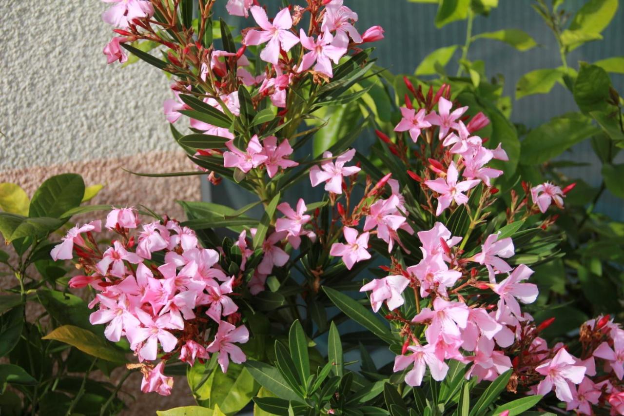 לינה וארוחת בוקר Saint-Barthelemy  La Mesange Bleue מראה חיצוני תמונה